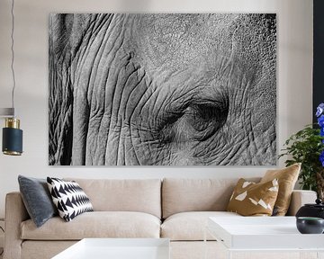 Olifant van GoWildGoNaturepictures