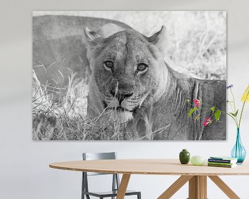 Lions of the kavango