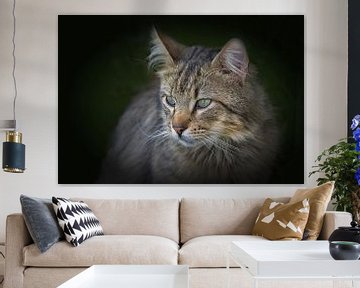 Katten Portret van Dieter Beselt