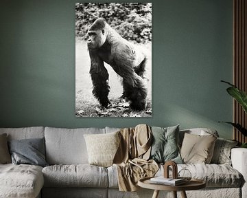 Dieser Gorilla erforscht gerade von Tamara Mollers Fotografie Mollers