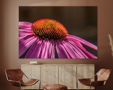 Echinacea von Francisco Dorsman