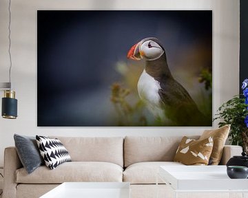 Puffin by Johan van Esch