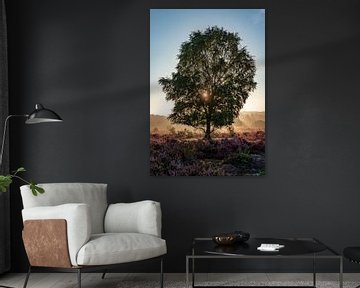 Flowering heather with tree in the sunrise at Posbank (Veluwe) by Martijn Joosse