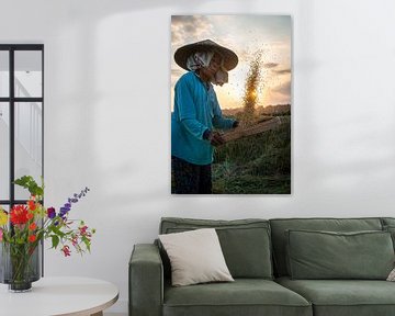 Rice harvesting during sunset by Ellis Peeters