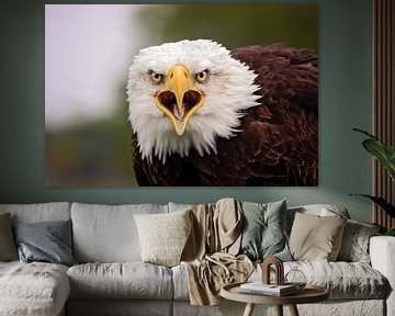 bald American eagle by gea strucks