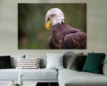 american bald eagle by gea strucks