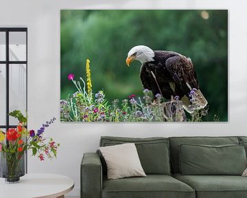 Amerikanischer Seeadler unter Blumen von gea strucks