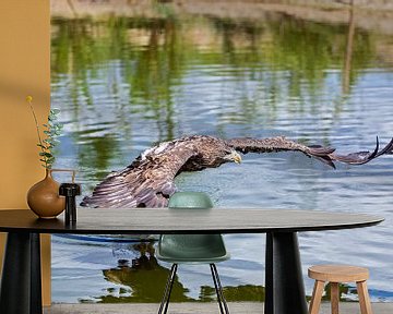 european sea eagle van gea strucks