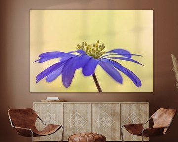 Violette Anemone, Anemone blanda von John van de Gazelle fotografie