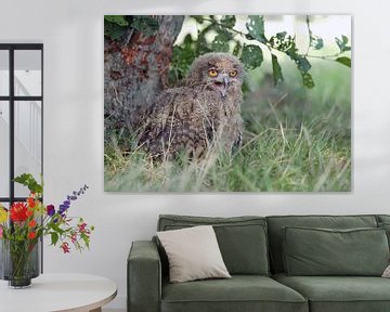 young eagle owl in the grass near a tree