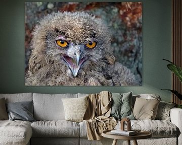 portrait of a young eagle owl by Petra Vastenburg