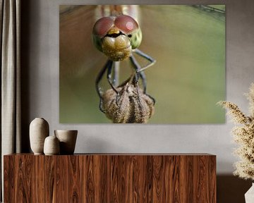 Bildnis eines braunroten Heidelibels von Petra Vastenburg