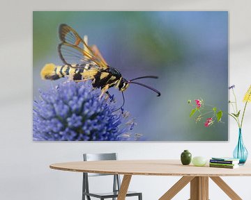 Eichenwespen-Schmetterling auf Blüte von Petra Vastenburg