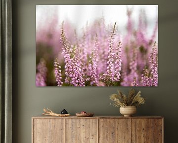 Blühende violette Heidekrautblüten von Karijn | Fine art Natuur en Reis Fotografie