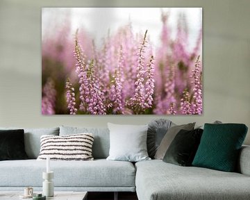 Blühende violette Heidekrautblüten von Karijn | Fine art Natuur en Reis Fotografie