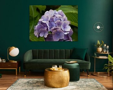 paarse bloem van Laurenz Heymann