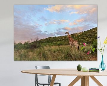 Portret van een giraffe (Giraffa) in een groen landschap van Remco Donners
