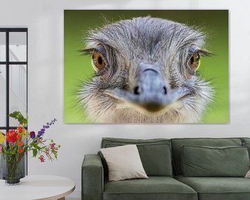 Porträt eines Straußes (Struthio camelus) von Remco Donners
