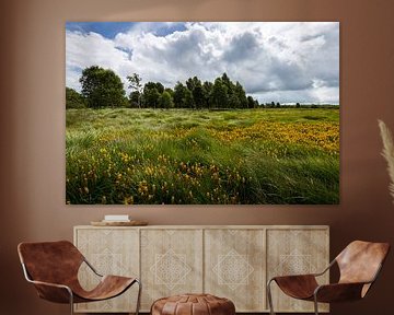 Landschap met wilde bloemen in de Hoge Venen van België