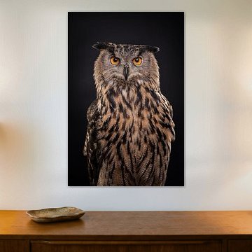 Beautiful owl (eagle owl) against a dark black background