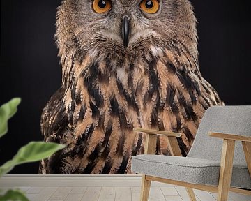 Beautiful owl (eagle owl) against a dark black background by Lotte van Alderen