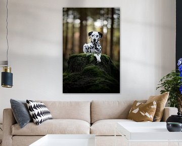 Dalmatiër hond liggend in een donker bos van Lotte van Alderen