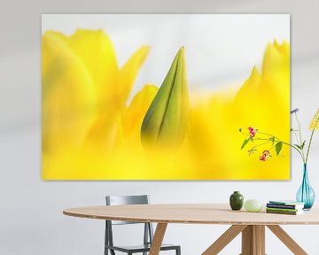 Yellow tulip in button by Karin de Boer Photography