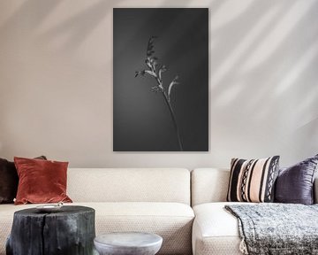 black flower van Carla Van Iersel