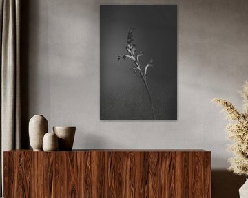 black flower van Carla Van Iersel