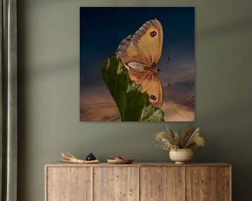 Schmetterling