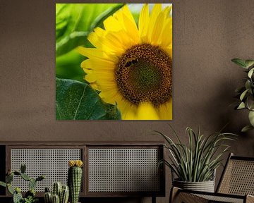 Wasp on a sunflower by Reismaatjes XXL