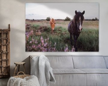 Wilde paarden tussen paarse heide