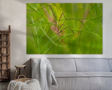 Harvestmen - Opilio canestrinii by Moetwil en van Dijk - Fotografie