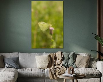 Lemon butterfly on thistle by Moetwil en van Dijk - Fotografie