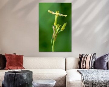 Gros plan d'une chenille sur une plante sur Moetwil en van Dijk - Fotografie