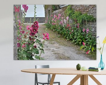 Hollyhocks in french alley by 7Horses Photography