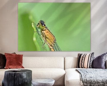 Belle demoiselle sur des feuilles vertes sur Daphne van der straaten