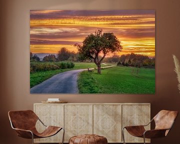 Apple tree beside a path at sunset