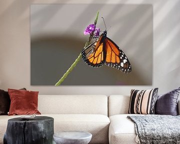 Monarch butterfly Bonaire mooie vlinder van Silvia Weenink