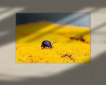 Blauw beestje in het geel van Annika Westgeest Photography