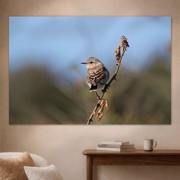 Juveniele Grasmus van Anton Kloof