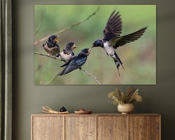 Barn Swallow family by Anton Kloof