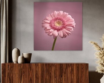 Rosa Gerbera von Gareth Williams