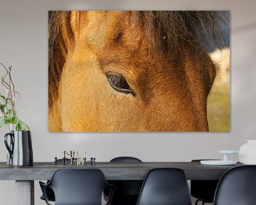 Close-up IJslands paard