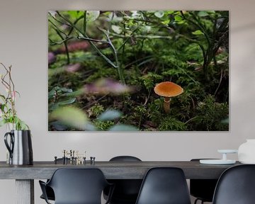 Paddenstoel in het bos van Ginkgo Fotografie