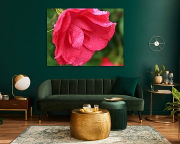 Open roze roos met regendruppels (macro) van Monrey