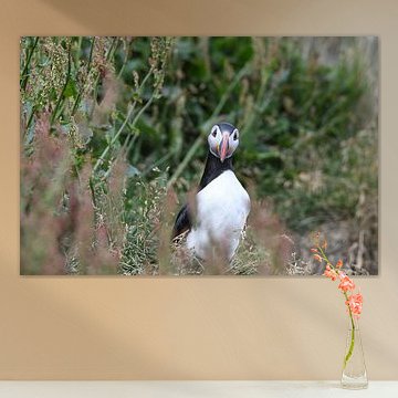 Papageientaucher im Gras