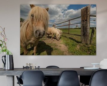 Pony's in het weiland bij molen