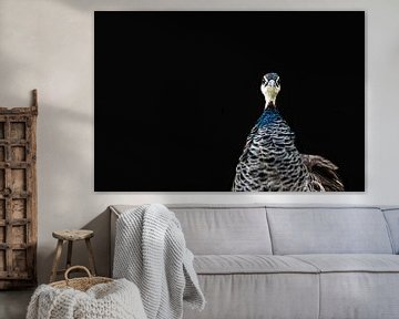 pauw, vogel, pauw op zwarte achtergrond, vogelportret van Nadine Rall