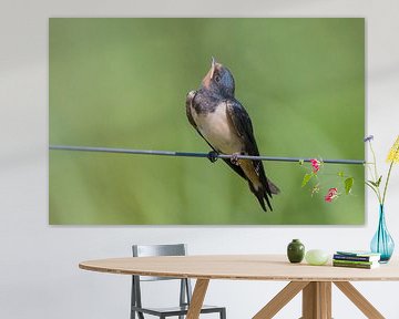 Barn Swallow by Anton Kloof